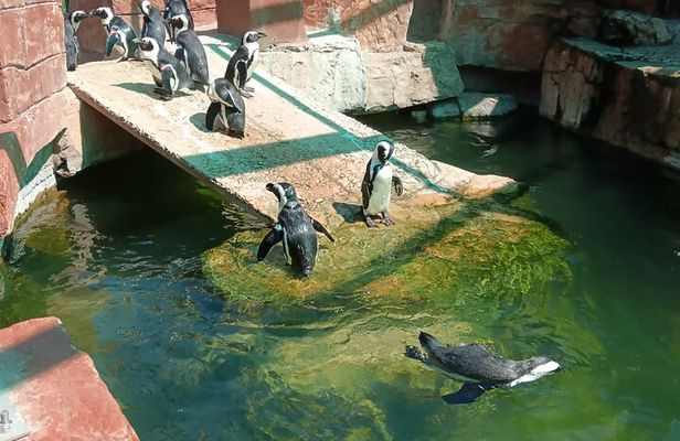 Addo Elephant National Park and Coastal Tour Combo 