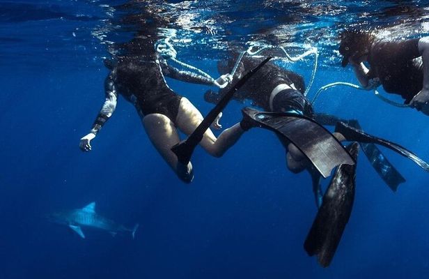 Shark Dive Private Charter No Cage