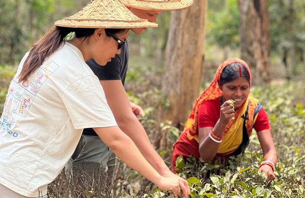 Tea Plantation and Rainforest Tour with Tribal Life in Sreemangal
