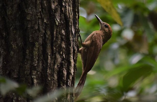 Guided Bird Watching Private Tour in TOH Nature Reserve