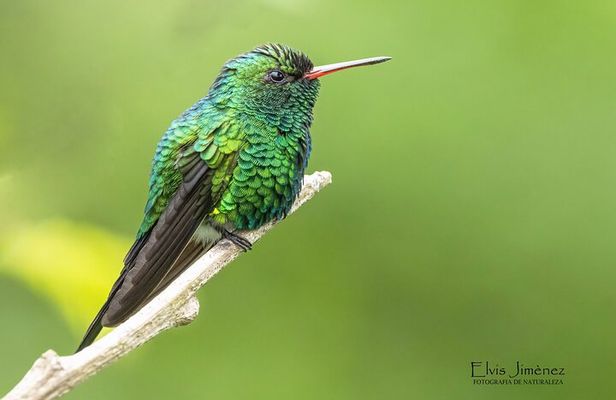 Private Birdwatching Tour with a Guide in Cozumel