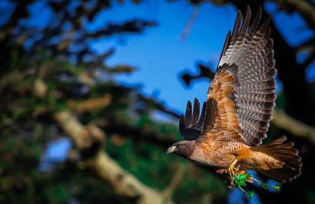 Golden Gate Park Wildlife Walking Tour