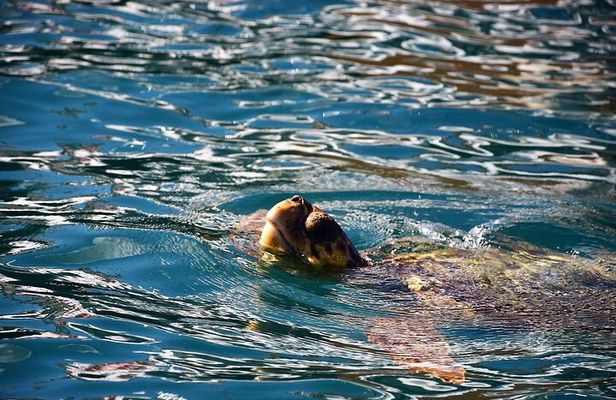 Glass Bottom Boat Tour Myzithres & Turtle Adventure