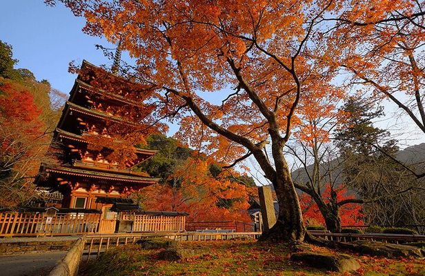 Kamakura and Enoshima Day Tour from Shinjuku