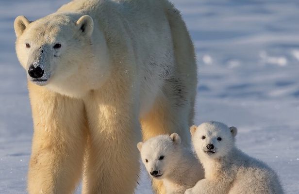 2 Day Tour Husky Ride, Snowmobiles, Northern Lights and Ranua Zoo