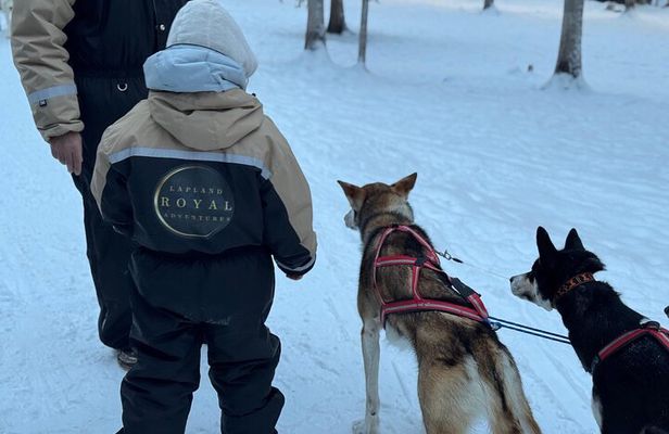 2 Day Tour Husky Ride, Snowmobiles, Northern Lights and Ranua Zoo