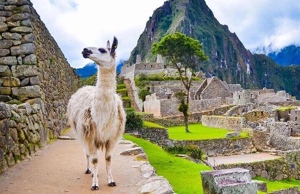 Machu Picchu Half Day Tour from Aguas Calientes