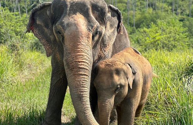 Koh Samui Elephant Home Sanctuary and Elephant Museum