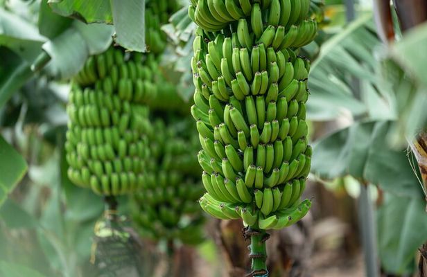 Tastes of Gran Canaria A Day of Flavours and Culture