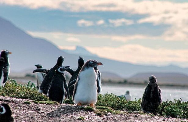 Navigate through the Beagle Channel: Seal, Bird & Penguin Islands