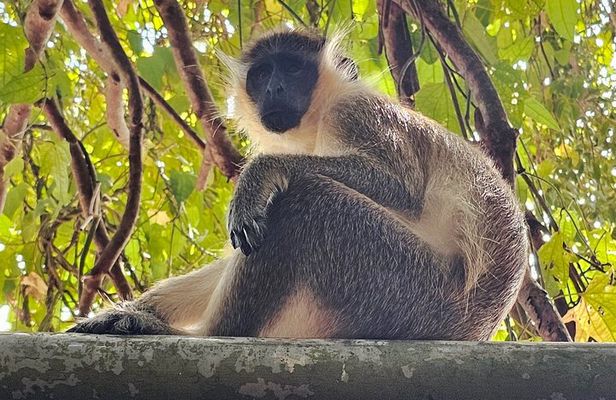 Barbados Private Scenic Tour: With Monkey Feeding Experience