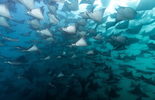 Mobulas and Cetaceans Day Trip
