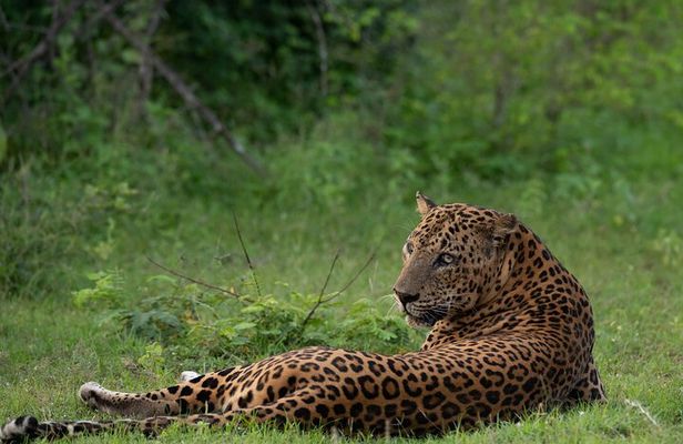 Private Jeep Safaris Tour in Yala National Park