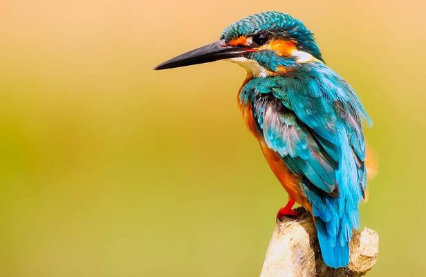Muthurajawela Wetlands: Scenic Boat Ride & Birdwatching Tour