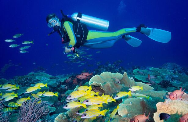 Side Scuba Diving for Beginners with Lunch and Transfers