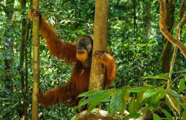 Bukit Lawang Jungle Trek Sumatran Safari