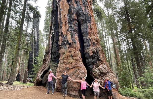 Transformative Outdoor Day Retreat Among the Giant Sequoias