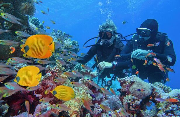 Marsa Mubarak Snorkeling & 1 Diving Adventure & Lunch -Marsa Alam