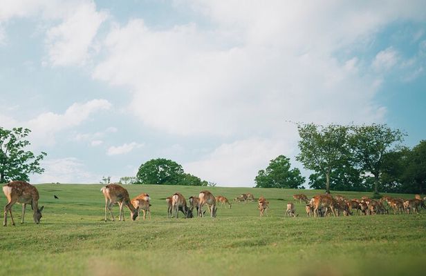 Discover the Timeless Charm and Natural Beauty of Nara