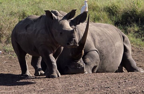 Nairobi National Park, Elephants Orphanage Private Tour