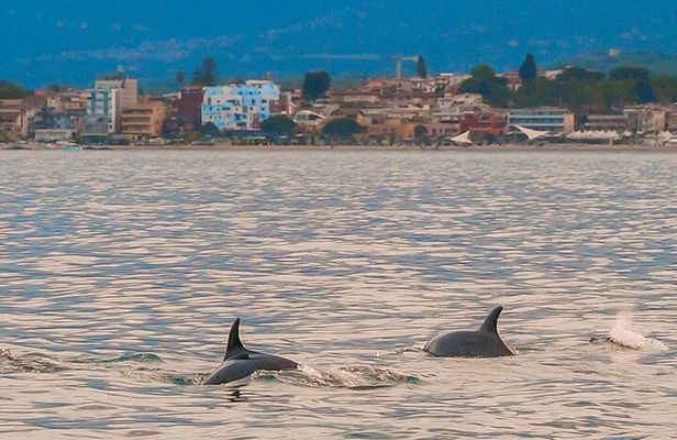 2.5 Hours Sunset Boat Tour in Search of Dolphins
