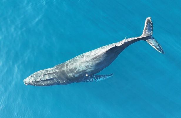 Whale Watching San Jose del Cabo
