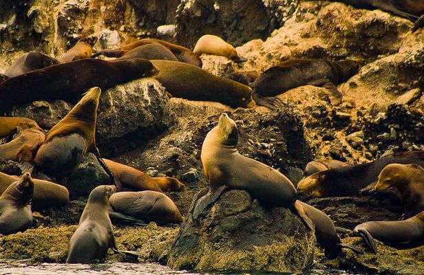 Espíritu Santo and Balandra Beach Combo Tour: Sea Lion Snorkeling