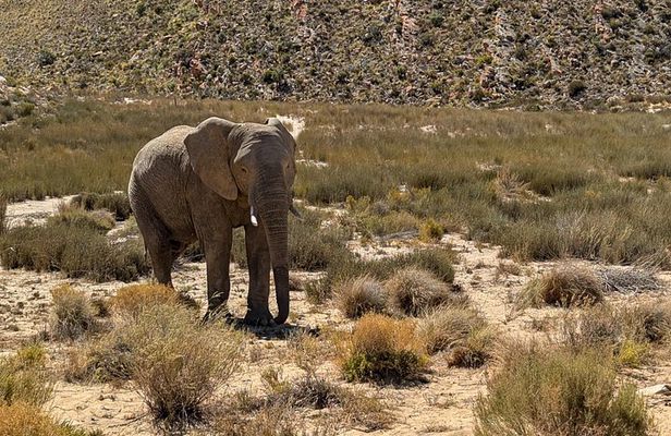 Cape Town: Sunset Safari & Wine Tasting Adventure*