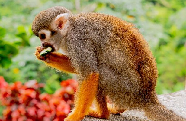 Monkeyland Samana Shared Adventure