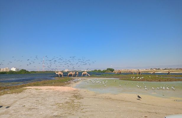 Private Salalah City 4WD Tour Adventure