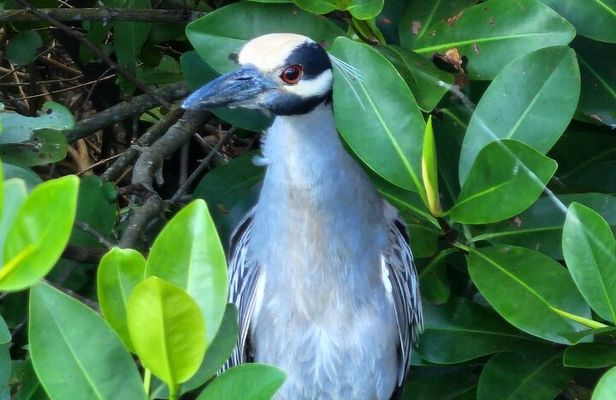 Backwater Wildlife and Boat Tour