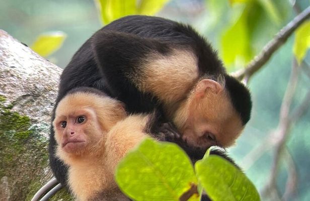 Manuel Antonio National Park : Guided Tour with ADMISSION INCLUDED