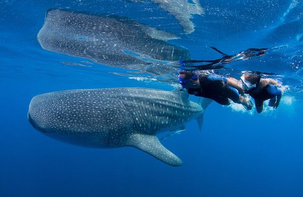 Private boat trip , Whale sharks snorkeling & Mujeres Island.