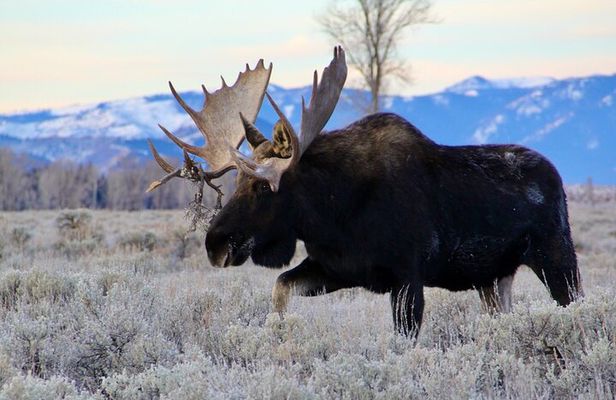 Grand Teton National Park Private Wildlife Safari - Full Day