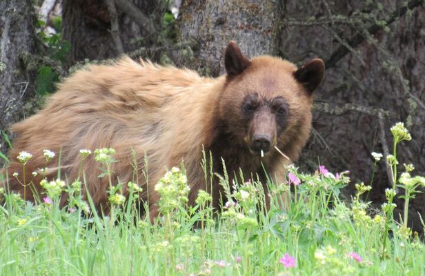 Grand Teton National Park Private Wildlife Safari - Full Day