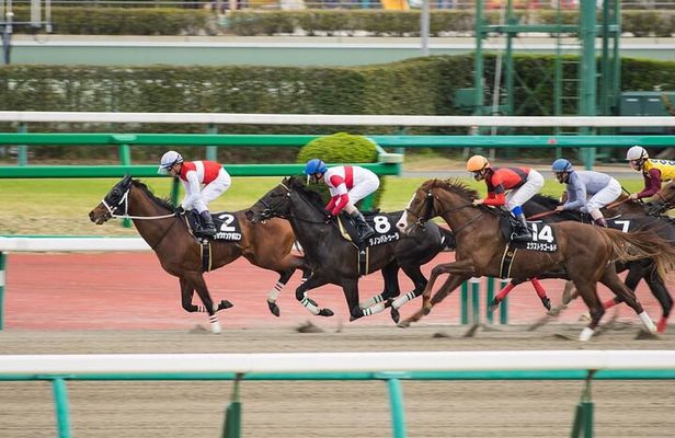 Horse Racing Tour with Local Fans in Nakayama Racecourse