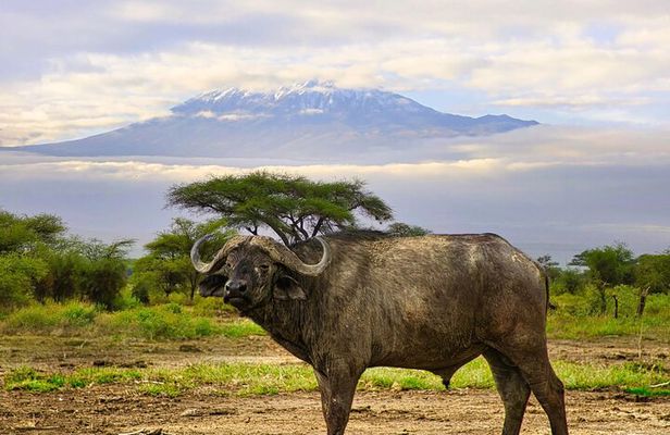 2 Days Amboseli Safari Adventure from Nairobi Classic Game Drives