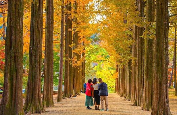 [Private Tour] Nami Island+Morning calm Garden+Petite France