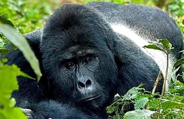 Kigali to Volcanoes National Park Tour