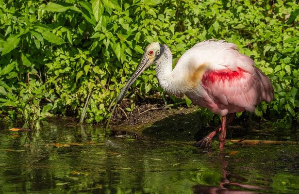 St. Augustine Wildlife Adventure: Boat Cruise & Kayak Eco Tour