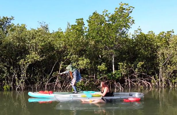 Scenic Mangrove Tunnel Paddle Tour – New Smyrna Beach