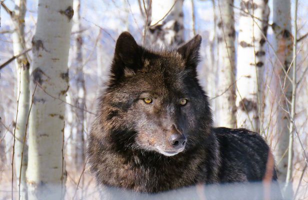 Wolfdog Sanctuary and Banff Day Trip