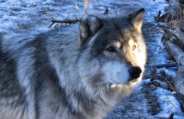 Wolfdog Sanctuary Half Day Tour from Calgary