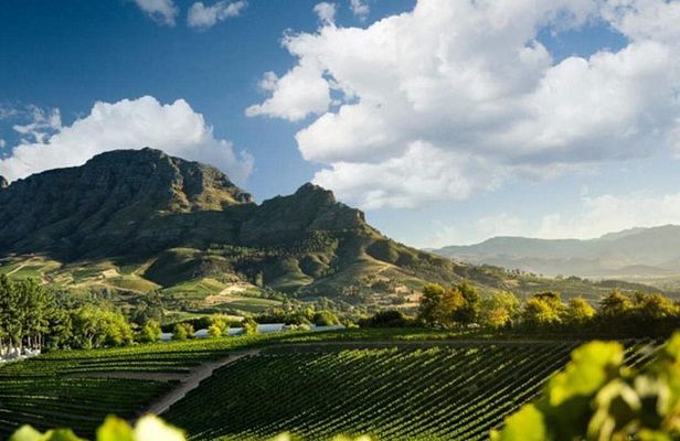 Stellenbosch Wine Tasting Tour