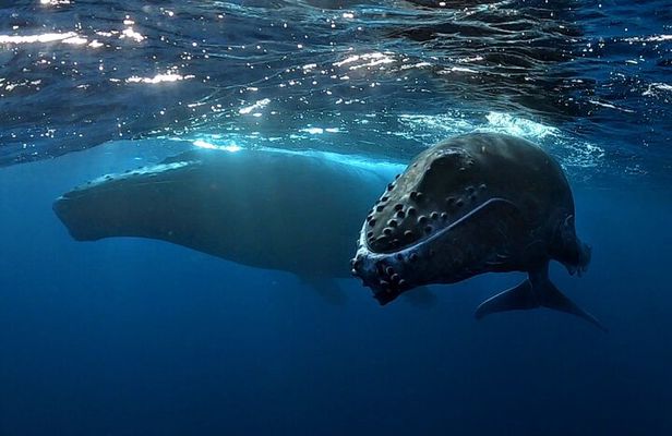 Private Whale Outing on the Tahiti Peninsula