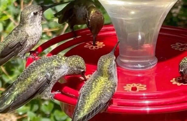Tea with hummingbirds at a Hummingbird Sanctuary