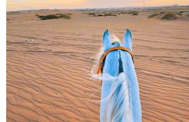 Arabian Horse Riding in Doha