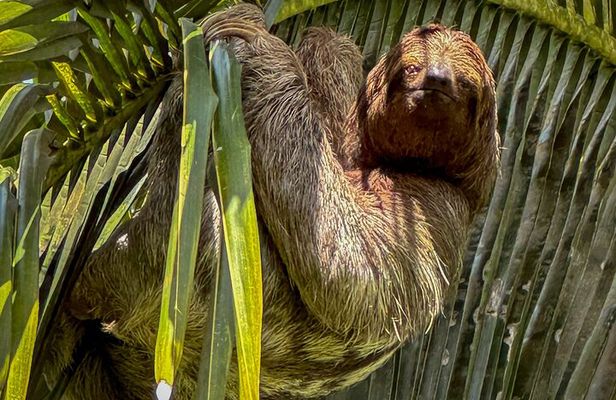 Tortuguero Sunrise Canoe Tour – Coffee, Binoculars & Wildlife