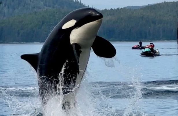 Juneau Jetski & Whale Adventure 