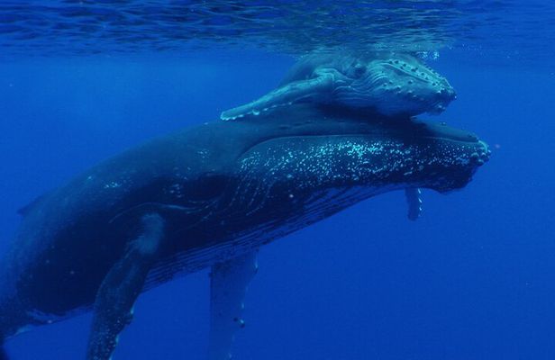 Private Tour 4h Whale watching quiet area peninsula Tahiti